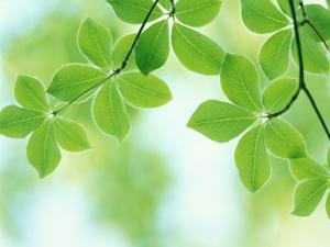 Selective Focus Close Up of Green Leaves Hanging from Tree