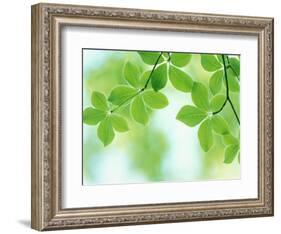 Selective Focus Close Up of Green Leaves Hanging from Tree-null-Framed Photographic Print
