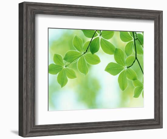 Selective Focus Close Up of Green Leaves Hanging from Tree--Framed Photographic Print