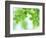 Selective Focus Close Up of Green Leaves Hanging from Tree-null-Framed Photographic Print