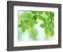 Selective Focus Close Up of Green Leaves Hanging from Tree-null-Framed Photographic Print