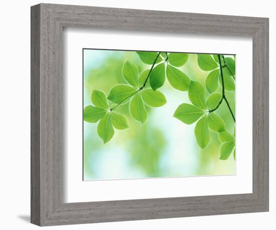 Selective Focus Close Up of Green Leaves Hanging from Tree-null-Framed Photographic Print