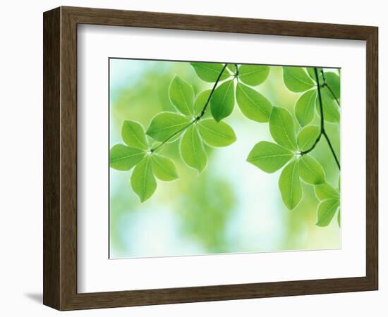 Selective Focus Close Up of Green Leaves Hanging from Tree--Framed Photographic Print