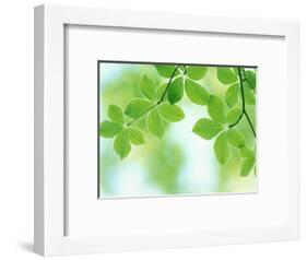 Selective Focus Close Up of Green Leaves Hanging from Tree-null-Framed Photographic Print