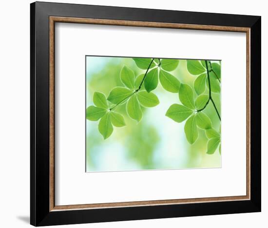 Selective Focus Close Up of Green Leaves Hanging from Tree-null-Framed Photographic Print