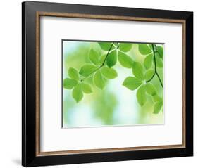 Selective Focus Close Up of Green Leaves Hanging from Tree-null-Framed Photographic Print