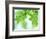 Selective Focus Close Up of Green Leaves Hanging from Tree-null-Framed Photographic Print