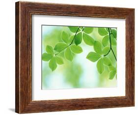Selective Focus Close Up of Green Leaves Hanging from Tree-null-Framed Photographic Print