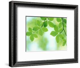 Selective Focus Close Up of Green Leaves Hanging from Tree-null-Framed Photographic Print