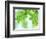 Selective Focus Close Up of Green Leaves Hanging from Tree-null-Framed Photographic Print