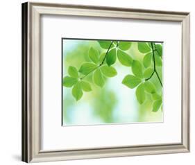 Selective Focus Close Up of Green Leaves Hanging from Tree-null-Framed Photographic Print