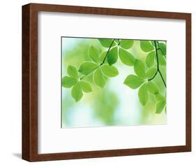 Selective Focus Close Up of Green Leaves Hanging from Tree-null-Framed Photographic Print