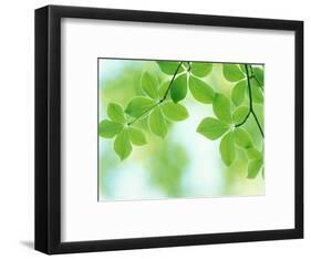 Selective Focus Close Up of Green Leaves Hanging from Tree-null-Framed Photographic Print