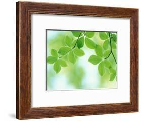 Selective Focus Close Up of Green Leaves Hanging from Tree-null-Framed Photographic Print