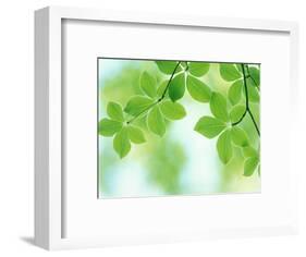 Selective Focus Close Up of Green Leaves Hanging from Tree-null-Framed Photographic Print