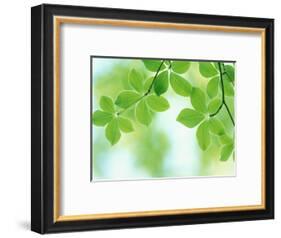 Selective Focus Close Up of Green Leaves Hanging from Tree-null-Framed Photographic Print