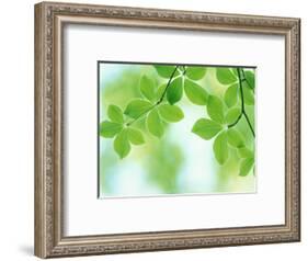 Selective Focus Close Up of Green Leaves Hanging from Tree-null-Framed Photographic Print