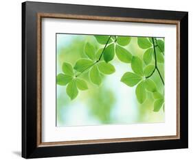 Selective Focus Close Up of Green Leaves Hanging from Tree-null-Framed Photographic Print