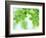 Selective Focus Close Up of Green Leaves Hanging from Tree-null-Framed Photographic Print