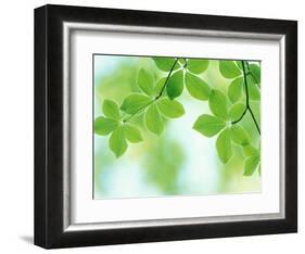 Selective Focus Close Up of Green Leaves Hanging from Tree-null-Framed Photographic Print
