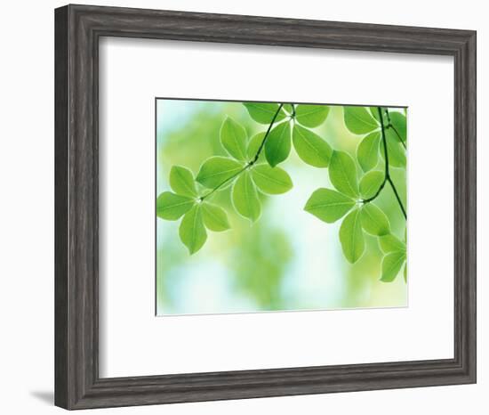 Selective Focus Close Up of Green Leaves Hanging from Tree-null-Framed Photographic Print