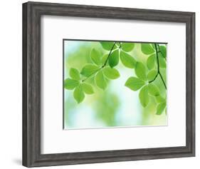 Selective Focus Close Up of Green Leaves Hanging from Tree-null-Framed Photographic Print