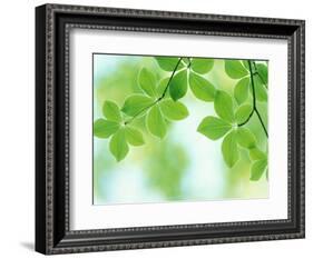 Selective Focus Close Up of Green Leaves Hanging from Tree-null-Framed Photographic Print