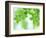 Selective Focus Close Up of Green Leaves Hanging from Tree-null-Framed Photographic Print