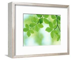 Selective Focus Close Up of Green Leaves Hanging from Tree-null-Framed Photographic Print