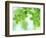 Selective Focus Close Up of Green Leaves Hanging from Tree-null-Framed Premium Photographic Print