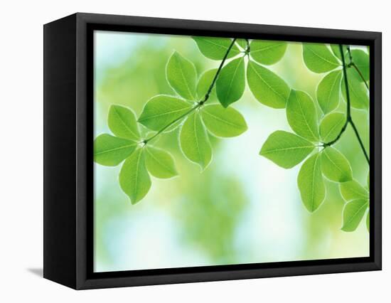 Selective Focus Close Up of Green Leaves Hanging from Tree-null-Framed Premier Image Canvas