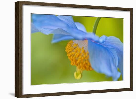 Selective Focus of Himalayan Blue Poppy Flower, Victoria, British Columbia, Canada-Terry Eggers-Framed Photographic Print