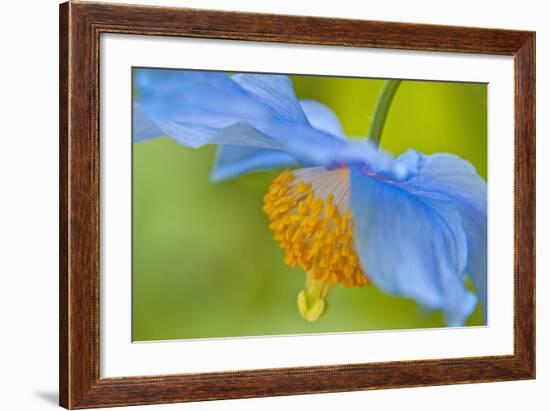 Selective Focus of Himalayan Blue Poppy Flower, Victoria, British Columbia, Canada-Terry Eggers-Framed Photographic Print