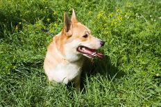 A Welsh Corgi Pembroke Dog in the Grass-SelenaRus-Framed Premier Image Canvas