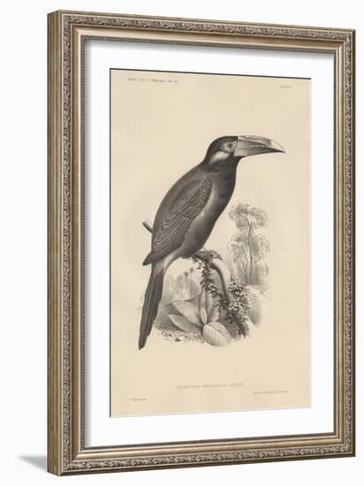 Selenidera Spectabilis, Litho by Bowen and Co., 1850-Otto Koehler-Framed Giclee Print