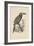 Selenidera Spectabilis, Litho by Bowen and Co., 1850-Otto Koehler-Framed Giclee Print