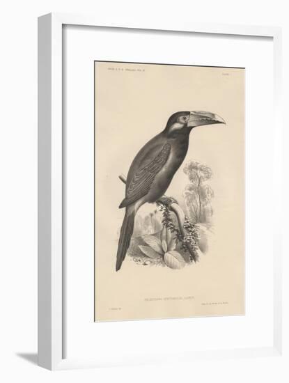 Selenidera Spectabilis, Litho by Bowen and Co., 1850-Otto Koehler-Framed Giclee Print