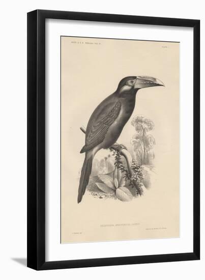 Selenidera Spectabilis, Litho by Bowen and Co., 1850-Otto Koehler-Framed Giclee Print