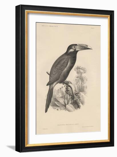 Selenidera Spectabilis, Litho by Bowen and Co., 1850-Otto Koehler-Framed Giclee Print