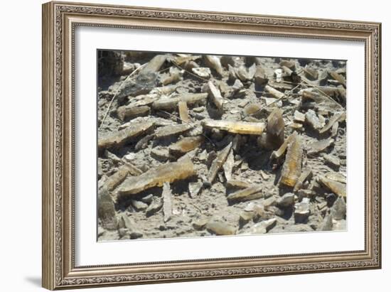 Selenite Crystals on a Dried Lake Bed-Louise Murray-Framed Photographic Print