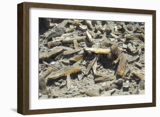 Selenite Crystals on a Dried Lake Bed-Louise Murray-Framed Photographic Print