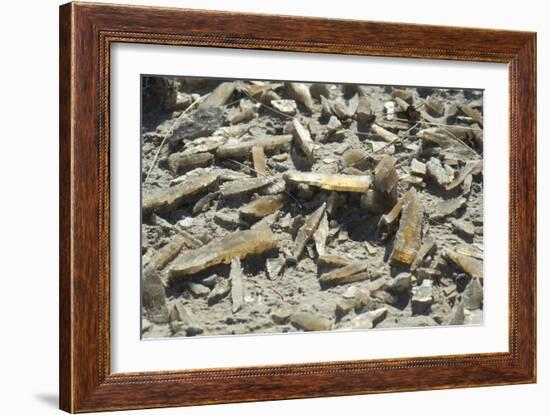 Selenite Crystals on a Dried Lake Bed-Louise Murray-Framed Photographic Print