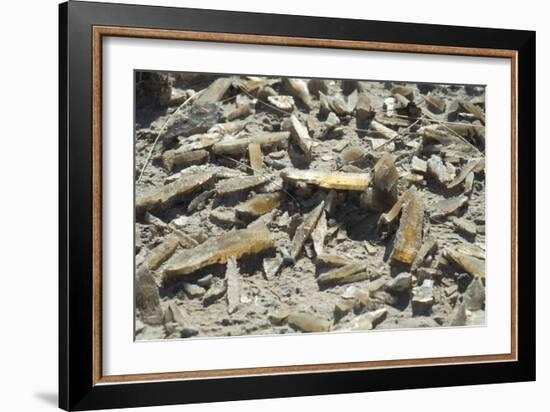 Selenite Crystals on a Dried Lake Bed-Louise Murray-Framed Photographic Print