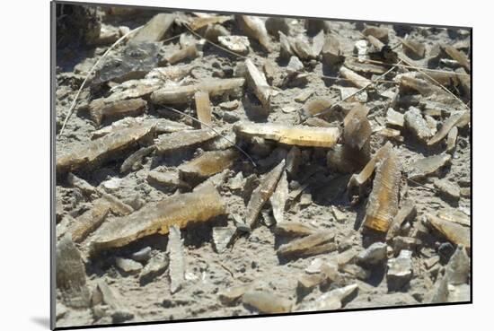 Selenite Crystals on a Dried Lake Bed-Louise Murray-Mounted Photographic Print