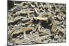 Selenite Crystals on a Dried Lake Bed-Louise Murray-Mounted Photographic Print