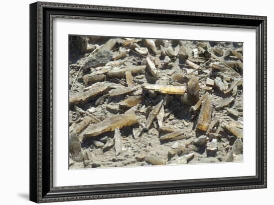 Selenite Crystals on a Dried Lake Bed-Louise Murray-Framed Photographic Print