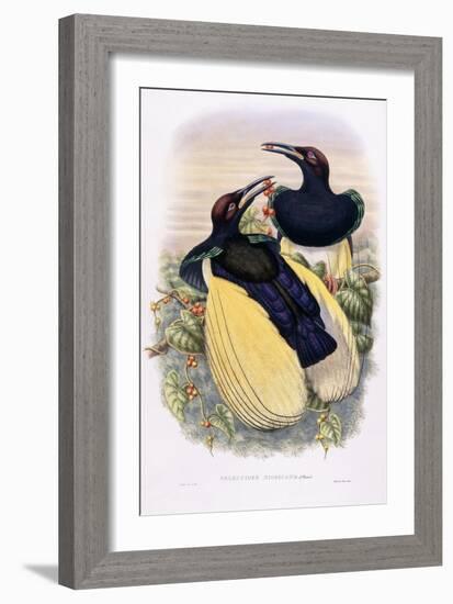 Seleucides Nigricans-William Hart-Framed Giclee Print