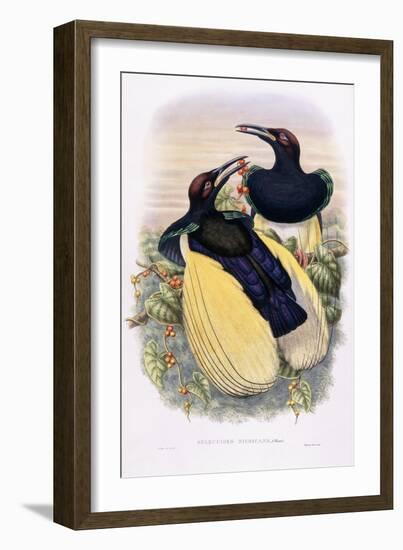 Seleucides Nigricans-William Hart-Framed Giclee Print