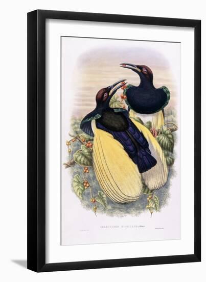 Seleucides Nigricans-William Hart-Framed Giclee Print