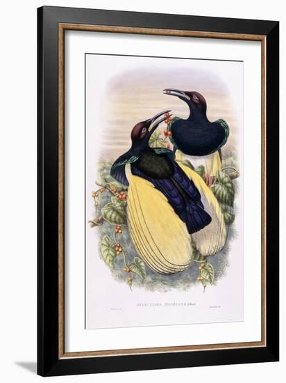 Seleucides Nigricans-William Hart-Framed Giclee Print